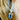 Blue Morpho Earrings.